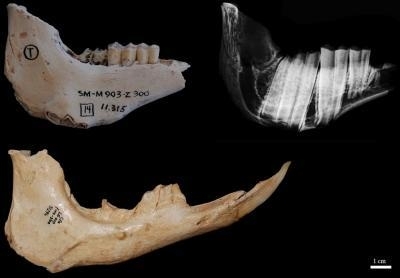 Credit: Institut Català de Paleontologia Miquel Crusafont